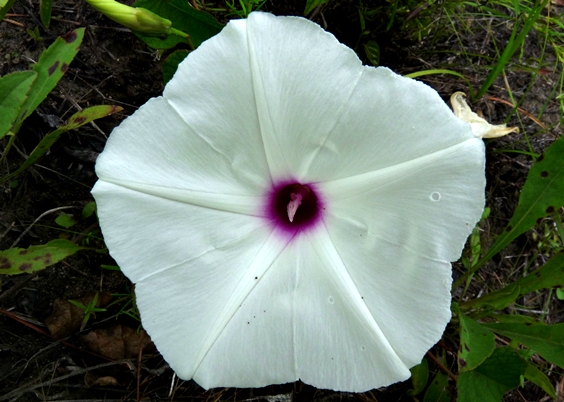 {Ipomoea pandurata}